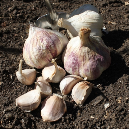 Picture of Garlic Bulbs Rhapsody Wight (Softneck) - Delivery From Mid Oct